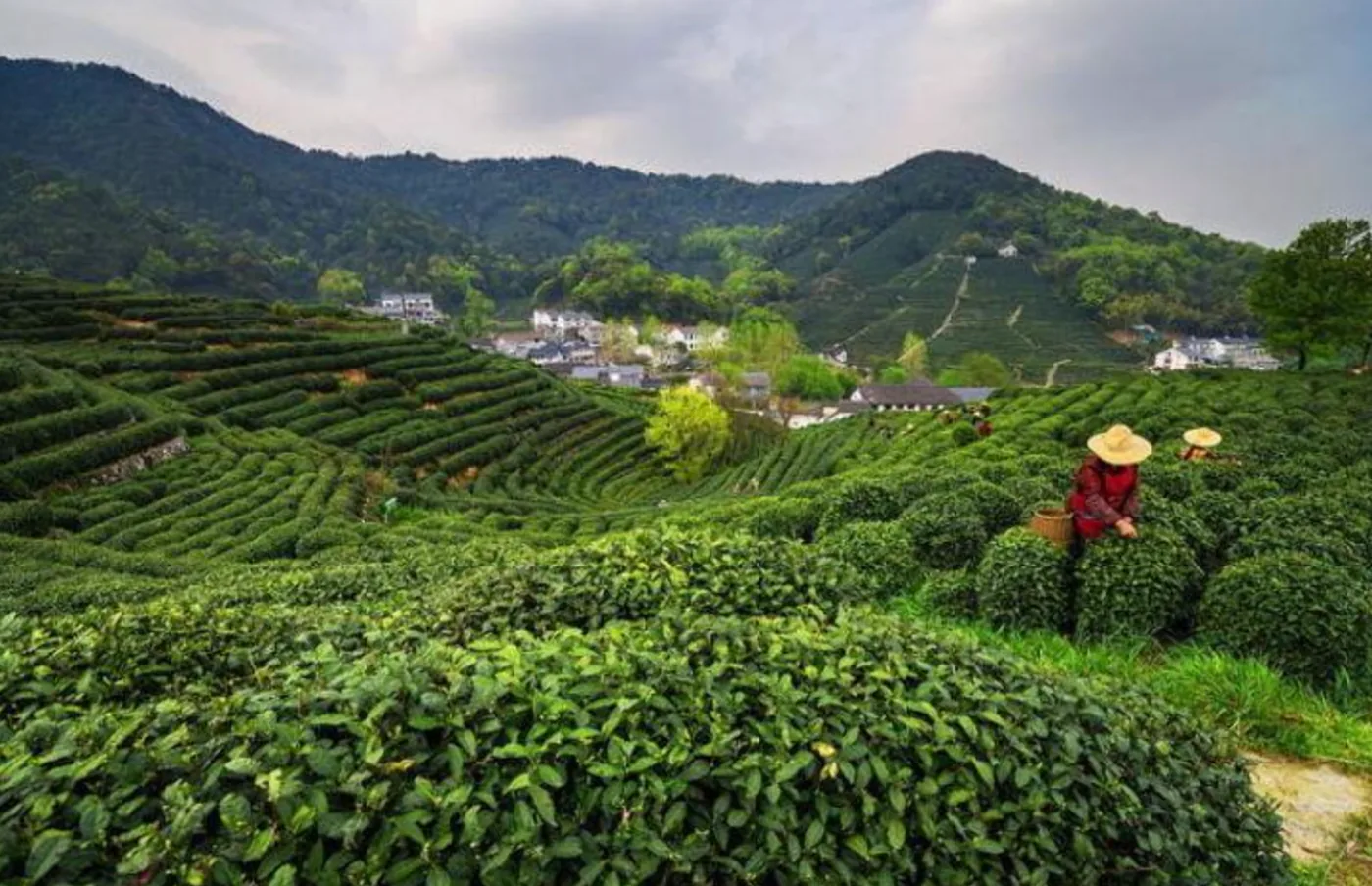 Plantaciones de té Longjing — Viavora Travel