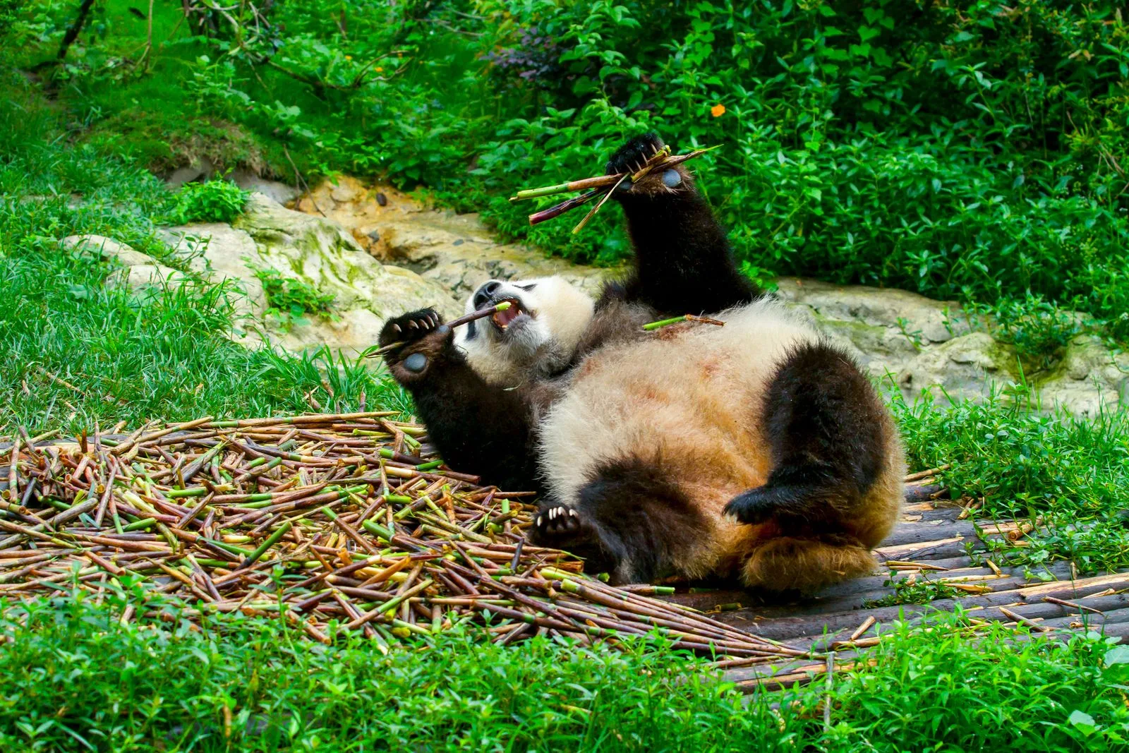 Chengdu, China — Viavora Travel